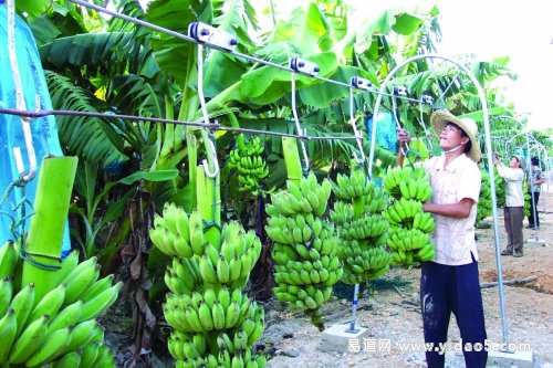 台湾地区小满时节收香蕉